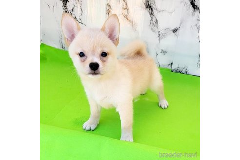 成約済の茨城県のミックス犬-265214の17枚目