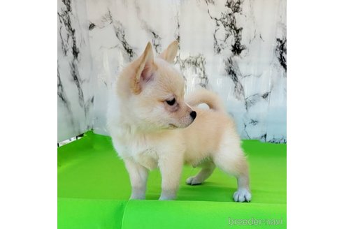 成約済の茨城県のミックス犬-265214の19枚目