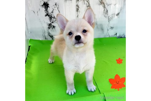 成約済の茨城県のミックス犬-265214の20枚目