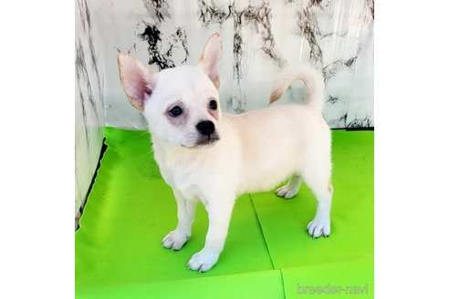 成約済の茨城県のミックス犬-265217の49枚目