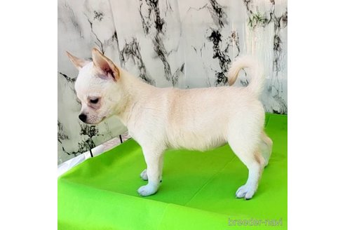 成約済の茨城県のミックス犬-265217の48枚目