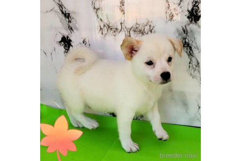 成約済の茨城県のミックス犬-265218の24枚目