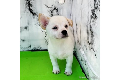 成約済の茨城県のミックス犬-265218の21枚目