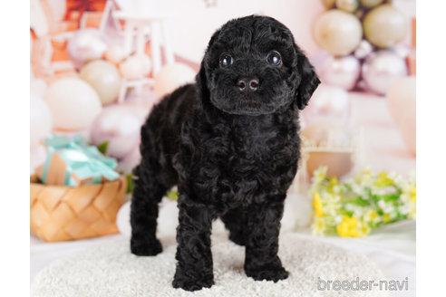 成約済の千葉県のトイプードル-273502の6枚目