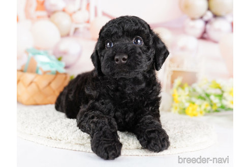 成約済の千葉県のトイプードル-273502の3枚目