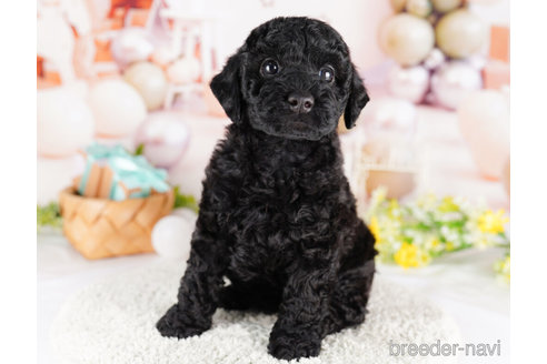 成約済の千葉県のトイプードル-273502の4枚目