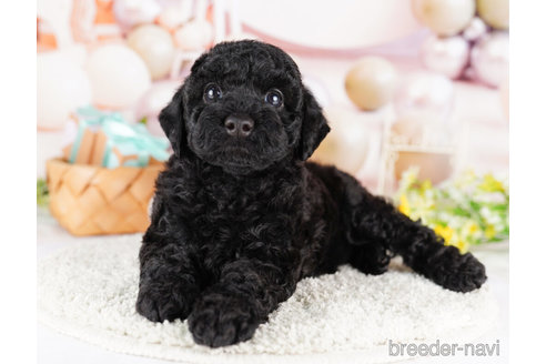 成約済の千葉県のトイプードル-273502の5枚目