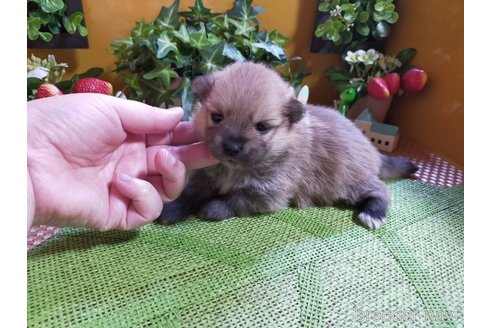 成約済の神奈川県のポメラニアン-273521の27枚目