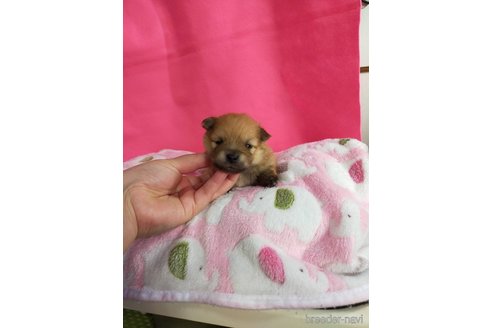 成約済の神奈川県のポメラニアン-273523の29枚目