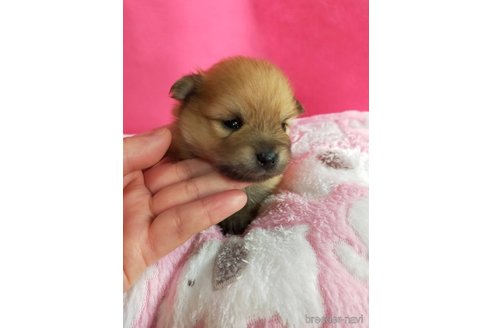 成約済の神奈川県のポメラニアン-273523の27枚目