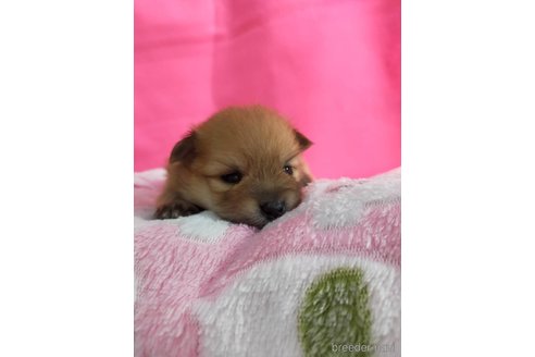 成約済の神奈川県のポメラニアン-273523の28枚目