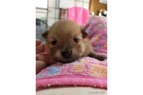 成約済の神奈川県のポメラニアン-273523の26枚目