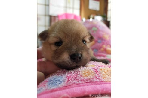 成約済の神奈川県のポメラニアン-273523の23枚目