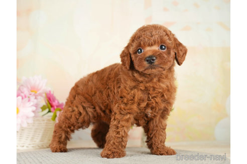 成約済の千葉県のトイプードル-273524の5枚目