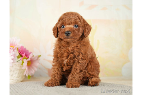 成約済の千葉県のトイプードル-273524の4枚目