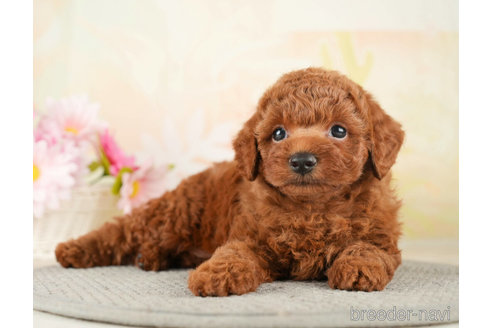 成約済の千葉県のトイプードル-273524の3枚目