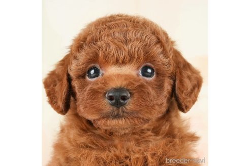 成約済の千葉県のトイプードル-273524の2枚目