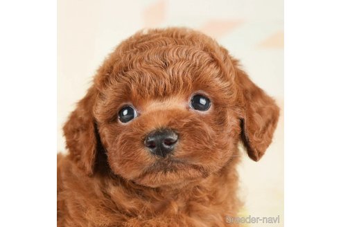 成約済の千葉県のトイプードル-273524の1枚目