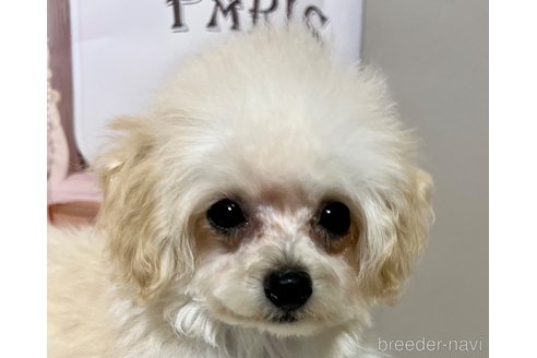 成約済の岡山県のティーカッププードル-256929の14枚目