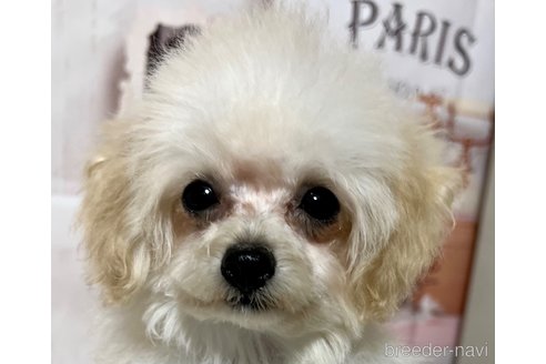 成約済の岡山県のティーカッププードル-256929の12枚目