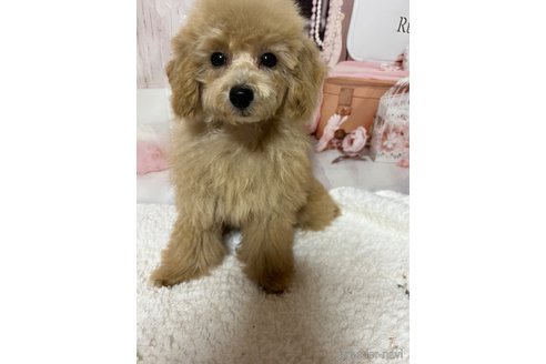 成約済の岡山県のタイニープードル-261492の7枚目