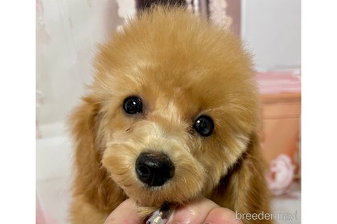 成約済の岡山県のタイニープードル-262789の6枚目