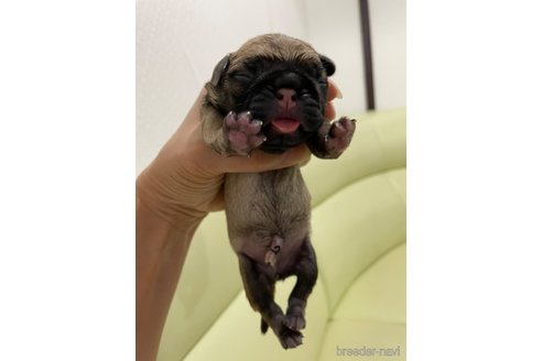 成約済の滋賀県のミックス犬-273588の19枚目