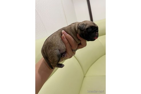 成約済の滋賀県のミックス犬-273588の17枚目