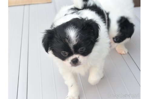 成約済の茨城県のミックス犬-269150の3枚目