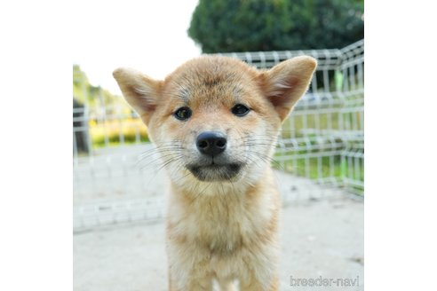 成約済の千葉県の柴犬-273628