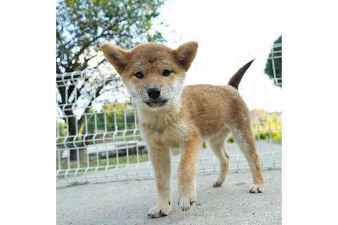 成約済の千葉県の柴犬-273628の6枚目