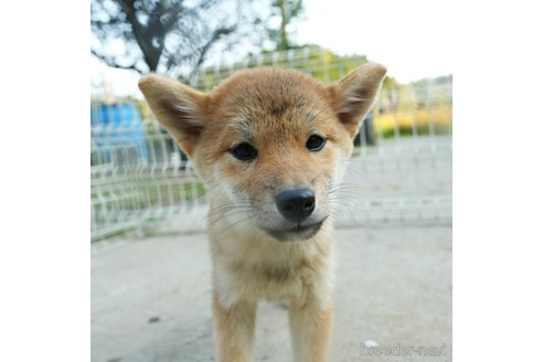 成約済の千葉県の柴犬-273628の5枚目