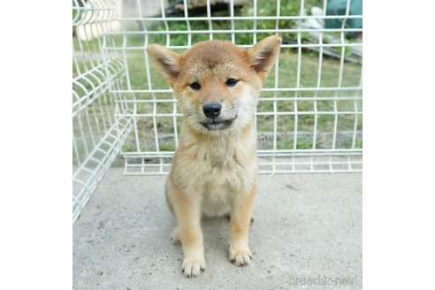 成約済の千葉県の柴犬-273628の3枚目