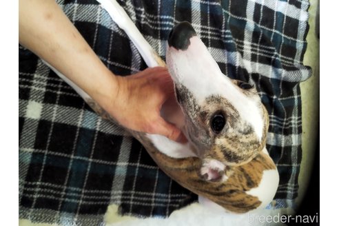 販売中の広島県のウィペット-263415の2枚目