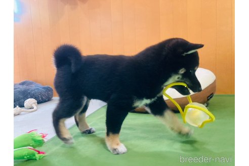 成約済の大分県の豆柴-270606の8枚目