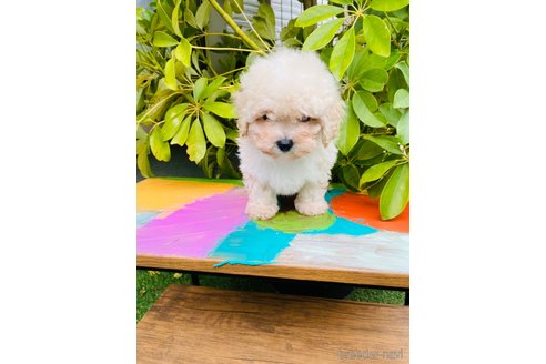 成約済の千葉県のミックス犬-272621の12枚目
