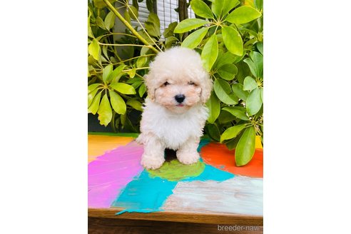 成約済の千葉県のミックス犬-272621の13枚目