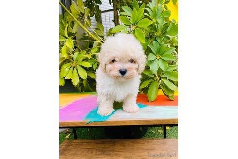 成約済の千葉県のミックス犬-272621の15枚目