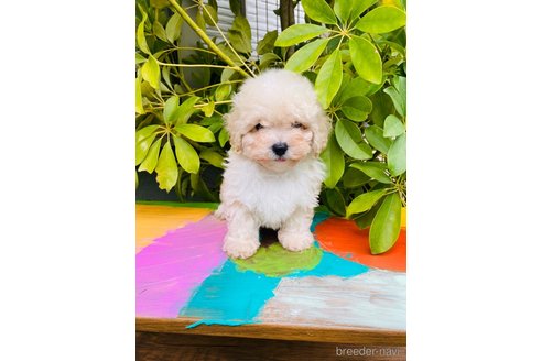 成約済の千葉県のミックス犬-272621の11枚目