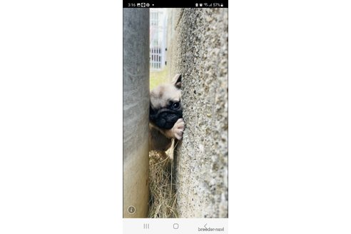 成約済の香川県のパグ-269356の23枚目