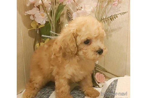 成約済の愛知県のティーカッププードル-273688の5枚目