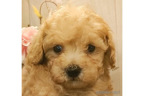 成約済の愛知県のティーカッププードル-273688の4枚目