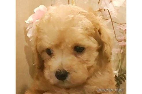 成約済の愛知県のティーカッププードル-273688の3枚目