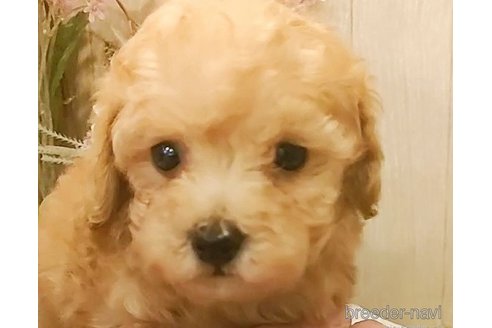 成約済の愛知県のティーカッププードル-273688の2枚目