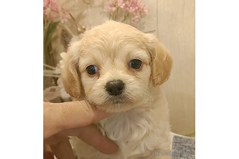 成約済の愛知県のチワプー:チワワ×トイプードル-273690の5枚目