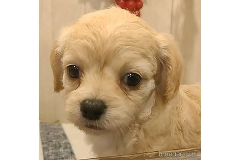 成約済の愛知県のチワプー:チワワ×トイプードル-273690の3枚目