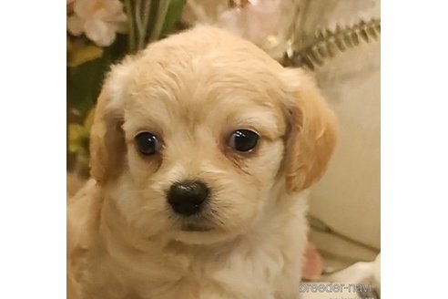 成約済の愛知県のチワプー:チワワ×トイプードル-273691の5枚目