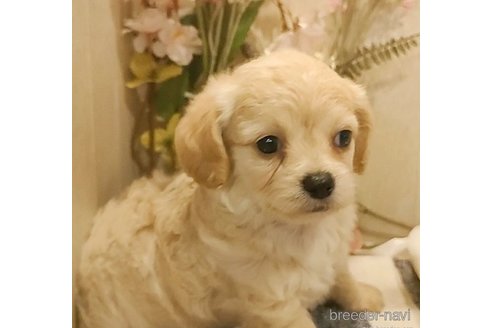成約済の愛知県のチワプー:チワワ×トイプードル-273691の4枚目