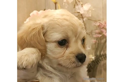 成約済の愛知県のチワプー:チワワ×トイプードル-273691の3枚目