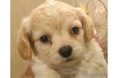 成約済の愛知県のチワプー:チワワ×トイプードル-273691の2枚目